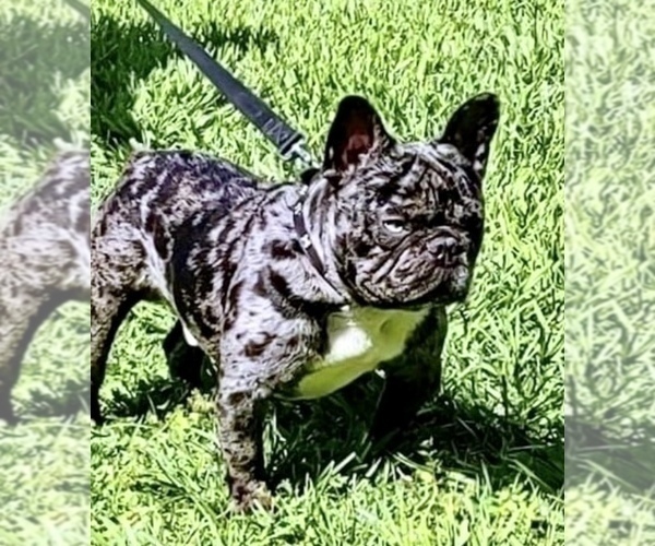 Medium Photo #1 French Bulldog Puppy For Sale in HOMOSASSA, FL, USA