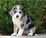 Small Photo #1 Australian Shepherd-Beagle Mix Puppy For Sale in FREDERICKSBG, OH, USA