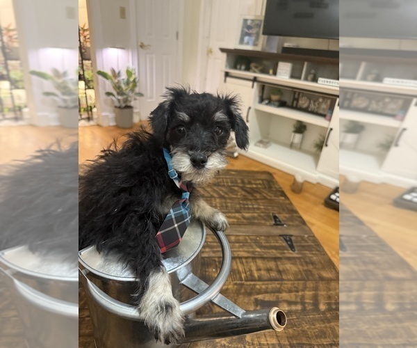 Medium Photo #9 Schnoodle (Miniature) Puppy For Sale in DINWIDDIE, VA, USA