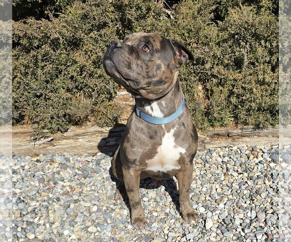 Medium Photo #5 American Staffordshire Terrier-Bulldog Mix Puppy For Sale in Albuquerque, NM, USA
