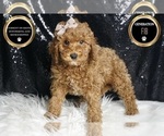 Small Photo #24 Cavapoo Puppy For Sale in WARSAW, IN, USA