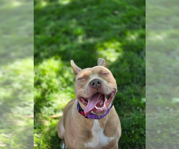 Medium Photo #15 American Pit Bull Terrier-Unknown Mix Puppy For Sale in Germantown, OH, USA