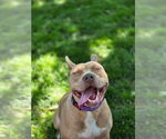Small #14 American Pit Bull Terrier Mix