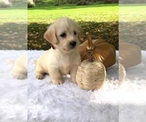Miniature Labradoodle Puppy for sale in FREDERICKSBG, OH, USA