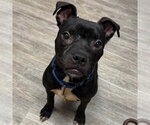 Small Boxer Mix