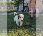 Small #2 Aussie Pyrenees