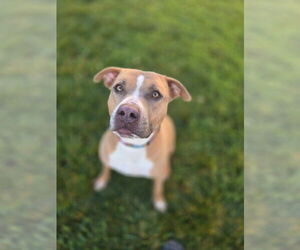 Mutt Dogs for adoption in Banning, CA, USA