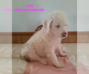 Aussiedoodle Miniature  Dogs for adoption in SHIPSHEWANA, IN, USA