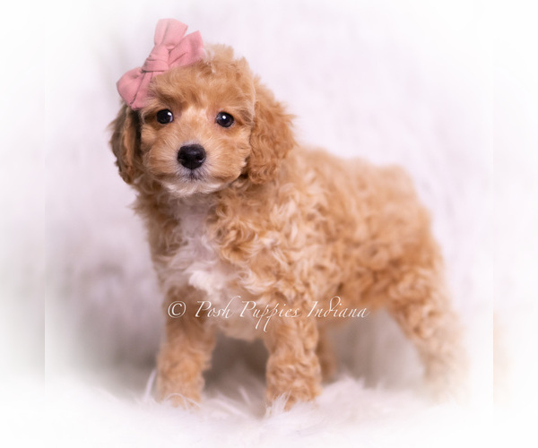 Medium Photo #29 Poodle (Miniature) Puppy For Sale in WARSAW, IN, USA
