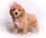 Puppy Dior Poodle (Miniature)