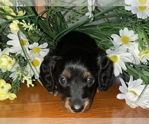 Dachshund Puppy for Sale in FRANKLINVILLE, New Jersey USA