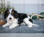 Small #1 Cavapoo