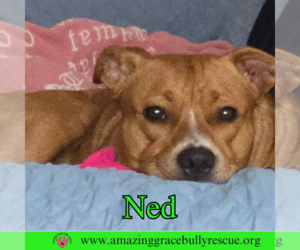 Ned - Male American Pit Bull Terrier-Unknown Mix Dog for Adoption - Photo #12