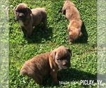 Puppy 2 Boxer