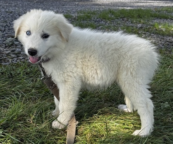 Medium Photo #4 Great Pyrenees Puppy For Sale in CANOGA, NY, USA