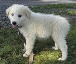 Small #3 Great Pyrenees