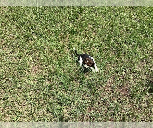 Medium Photo #8 Beagle Puppy For Sale in COLDSPRING, TX, USA