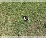 Small Photo #8 Beagle Puppy For Sale in COLDSPRING, TX, USA