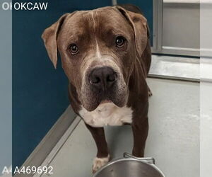 Mutt Dogs for adoption in Oklahoma City, OK, USA