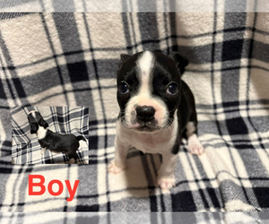 Medium Boston Terrier