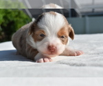 Small #7 Miniature Australian Shepherd