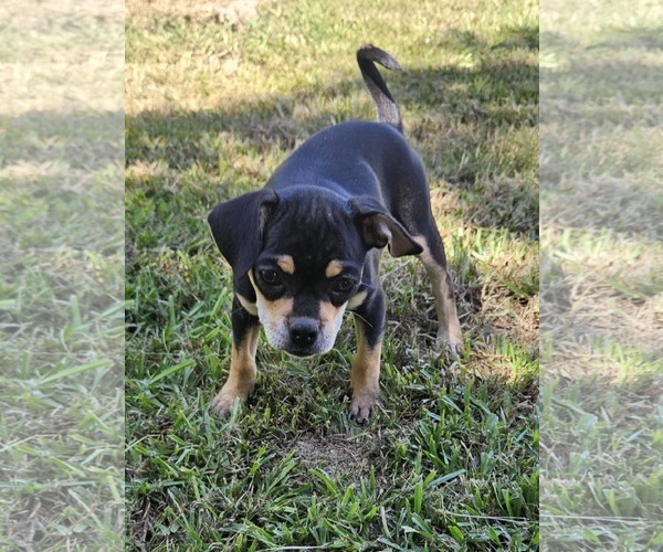 Medium Photo #5 Chug Puppy For Sale in Wakefield, RI, USA