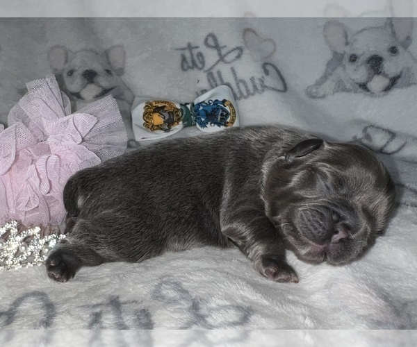 Medium Photo #56 French Bulldog Puppy For Sale in MIMS, FL, USA