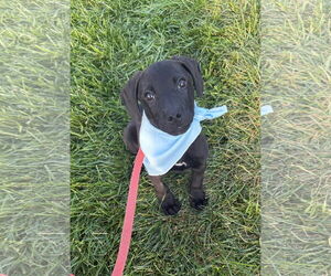 Medium Labrador Retriever Mix