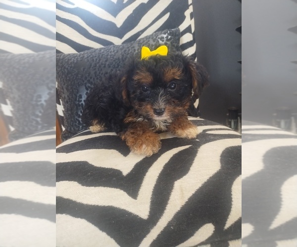 Medium Photo #1 Yorkshire Terrier Puppy For Sale in LIMA, OH, USA
