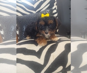 Yorkshire Terrier Puppy for sale in LIMA, OH, USA