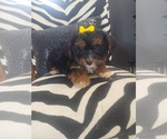 Small Yorkshire Terrier