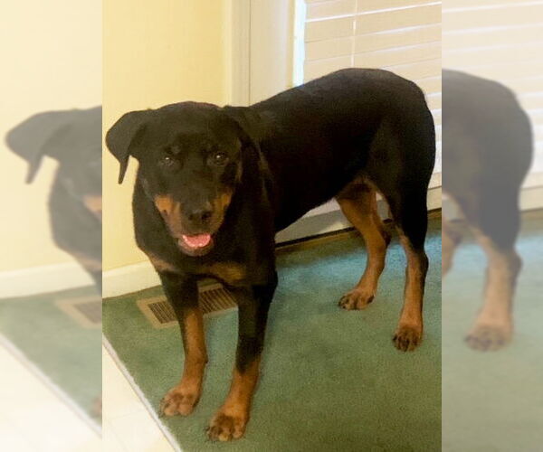 Medium Photo #6 Rottweiler-Unknown Mix Puppy For Sale in White Hall, AR, USA