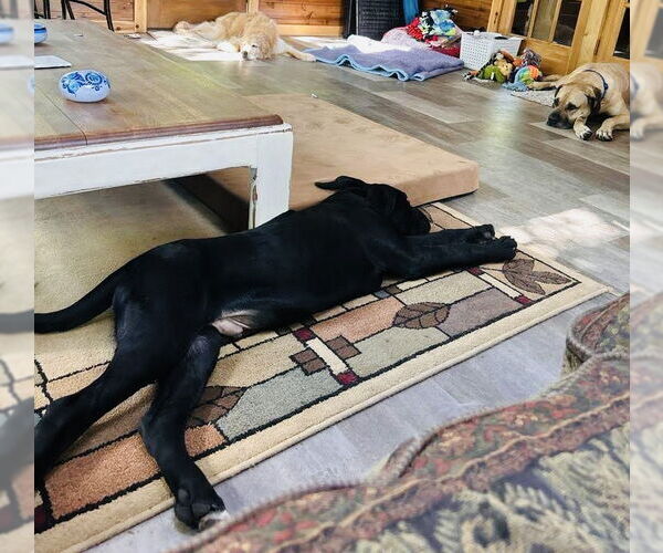 Medium Photo #3 Mastiff-Unknown Mix Puppy For Sale in Princeton, MN, USA