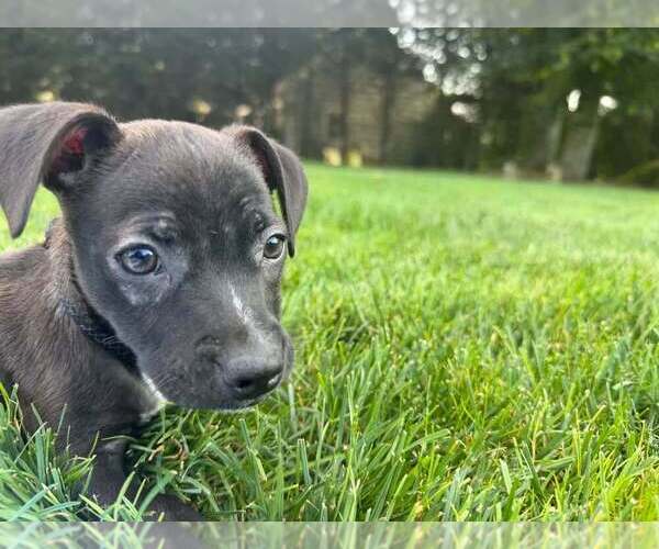 Medium Photo #5 Boston Huahua Puppy For Sale in New York, NY, USA