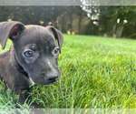 Small #4 Boston Huahua