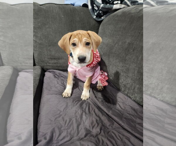 Medium Photo #2 Mutt Puppy For Sale in Plainfield, IL, USA