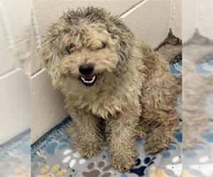Poodle (Toy) Dogs for adoption in Rosenberg, TX, USA
