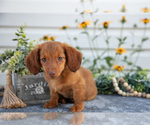 Small #2 Dachshund