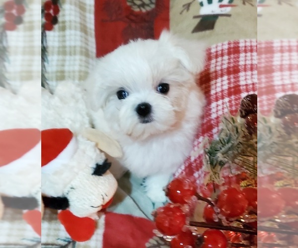 Medium Photo #1 Maltese Puppy For Sale in BRANDON, MS, USA