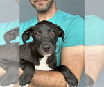 Small Labrador Retriever Mix