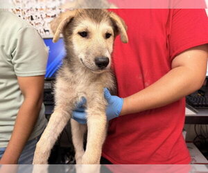 Gerberian Shepsky Dogs for adoption in San Bernardino, CA, USA