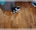 Small Photo #6 Chihuahua Puppy For Sale in MARIETTA, GA, USA