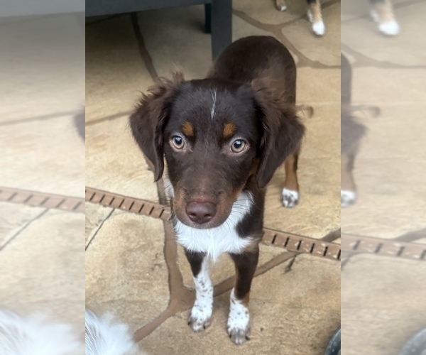 Medium Photo #19 Miniature Australian Shepherd Puppy For Sale in FORT MYERS, FL, USA
