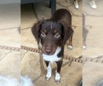 Small #18 Miniature Australian Shepherd
