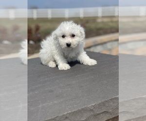 Bichon Frise Puppy for sale in CANOGA, NY, USA