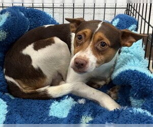 Jack Russell Terrier Dogs for adoption in Glen Allen, VA, USA