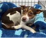 Small Jack Russell Terrier