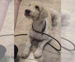 Small Mutt