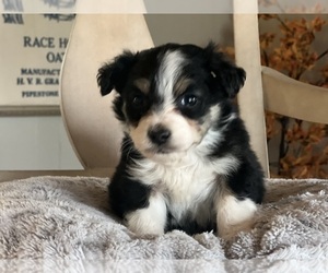 Bernedoodle (Miniature) Puppy for Sale in CONVERSE, Indiana USA