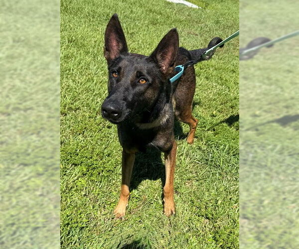 Medium Photo #1 Mutt Puppy For Sale in Naples, FL, USA